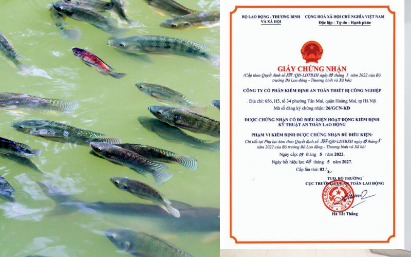 CÔNG TY CP KIỂM ĐỊNH AN TOÀN THIẾT BỊ CÔNG NGHIỆP thực hiện chứng nhận sản phẩm xử lý môi trường nuôi trồng thủy sản