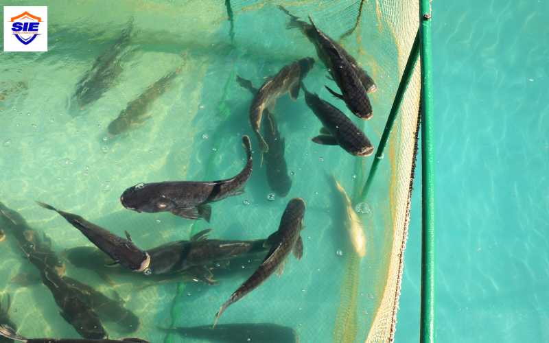 Chứng nhận SP xử lý môi trường thủy sản