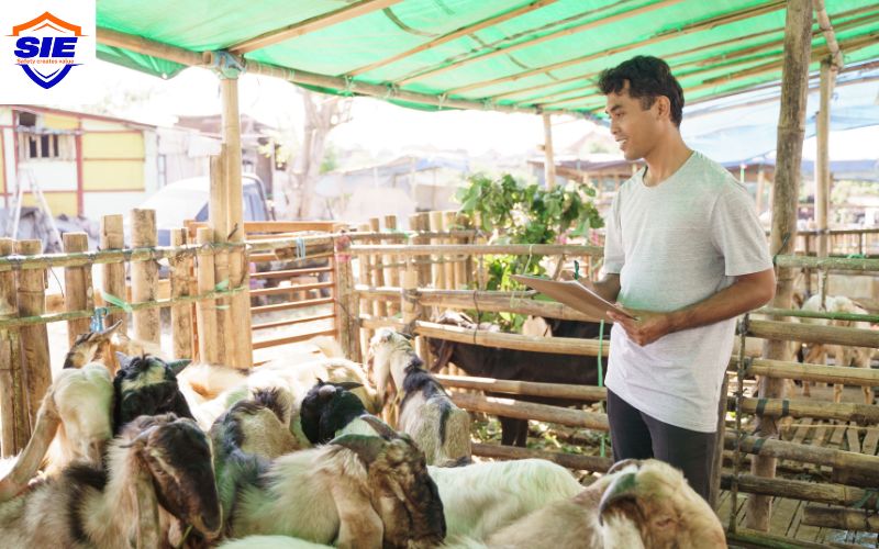 Chứng nhận VietGAP chăn nuôi là gì