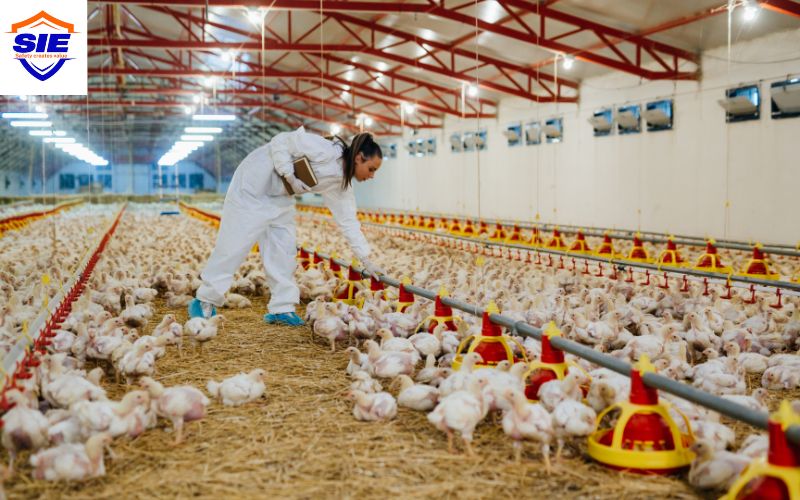 Chứng nhận VietGAP chăn nuôi là gì