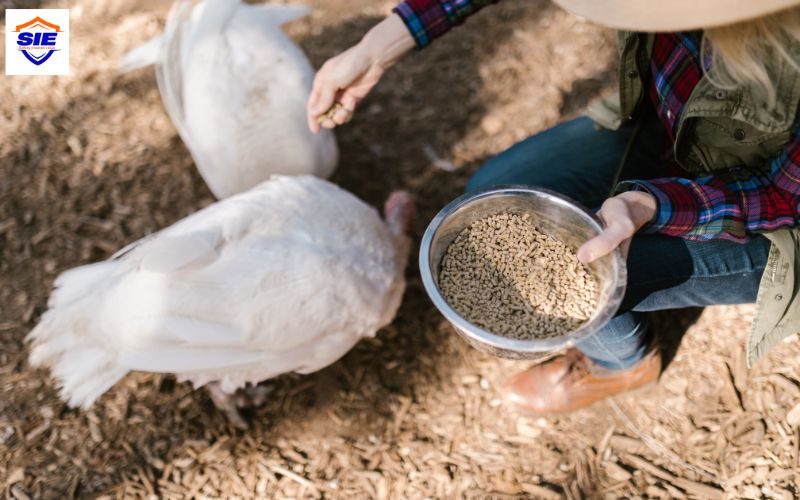 Chứng nhận hợp quy thức ăn chăn nuôi