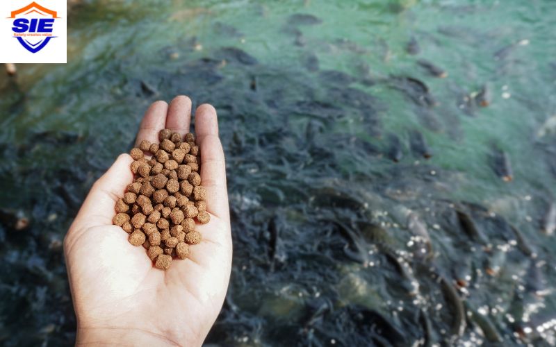 Chứng nhận nguyên liệu sản xuất thức ăn thủy sản