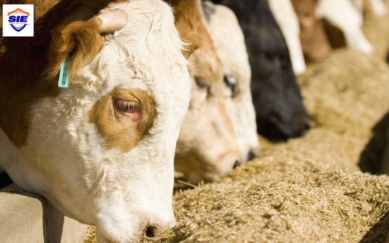 Đối với sản phẩm được sản xuất trong nước