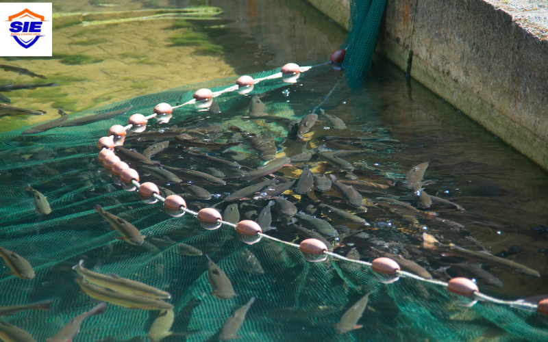 Tại sao cần phải chứng nhận sản phẩm xử lý môi trường thủy sản?