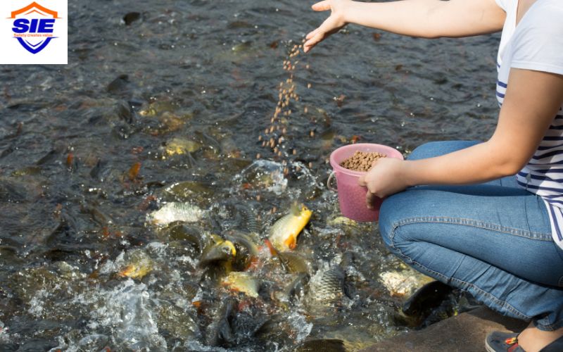 Tại sao phải Chứng nhận nguyên liệu sản xuất thức ăn thủy sản?