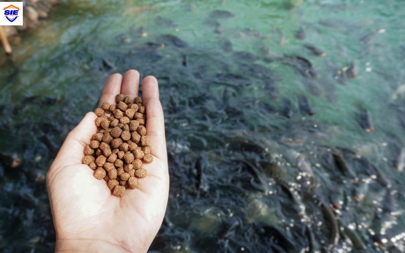 Tại sao phải chứng nhận hợp quy thức ăn thủy sản?